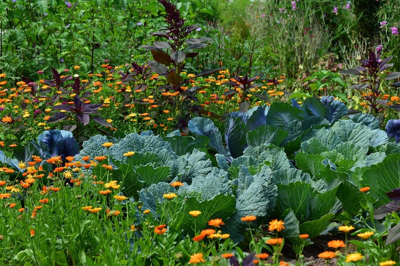 Herb Growing Kits